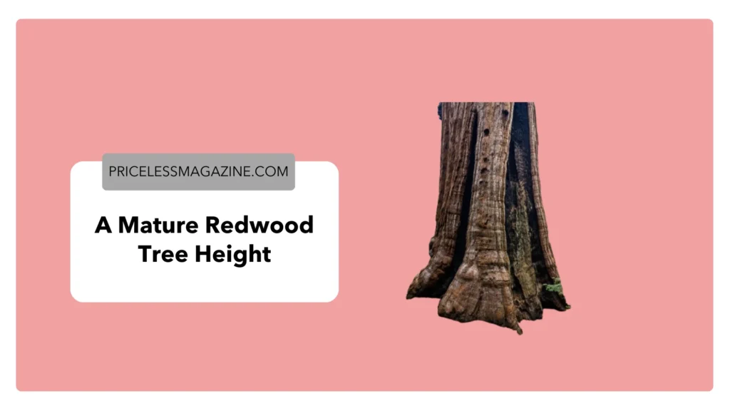  A Mature Redwood Tree Height