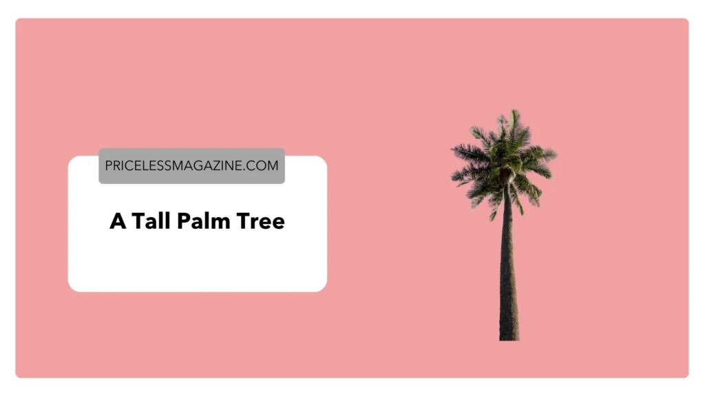 A Tall Palm Tree