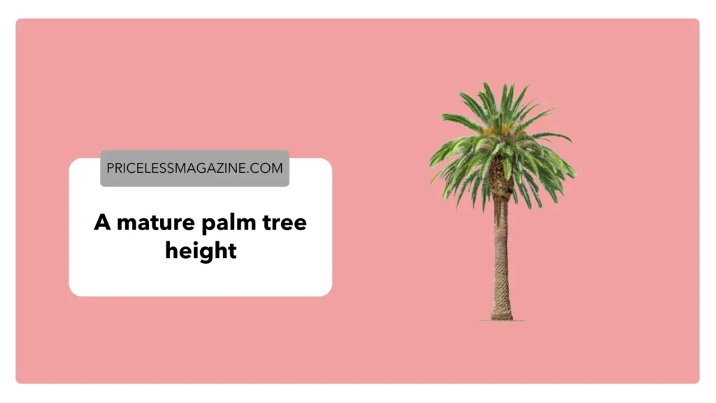 A mature palm tree height