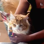 CBD for Cats Essential Safety Checklist